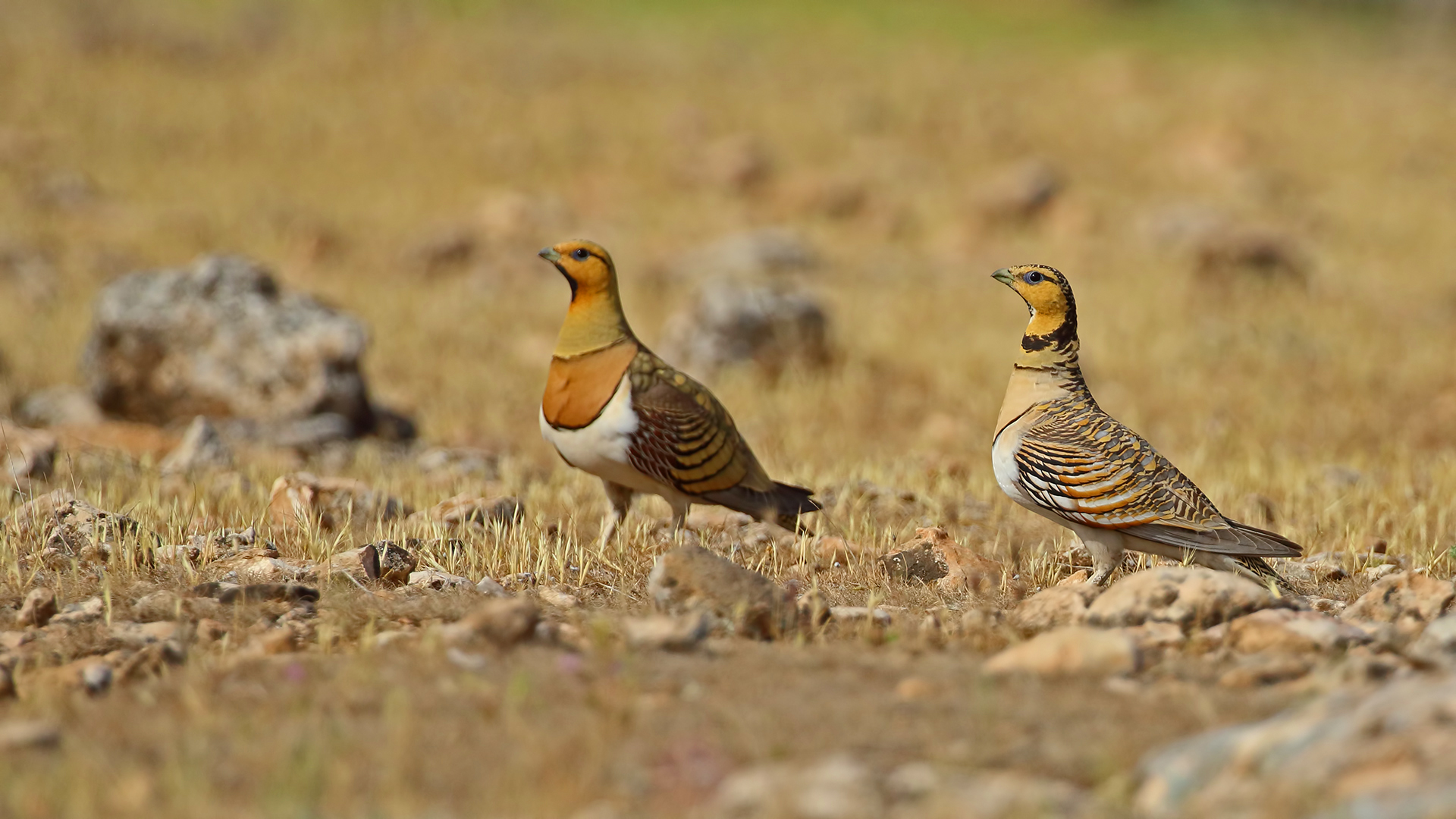 Pin-tailed Sandgrouse